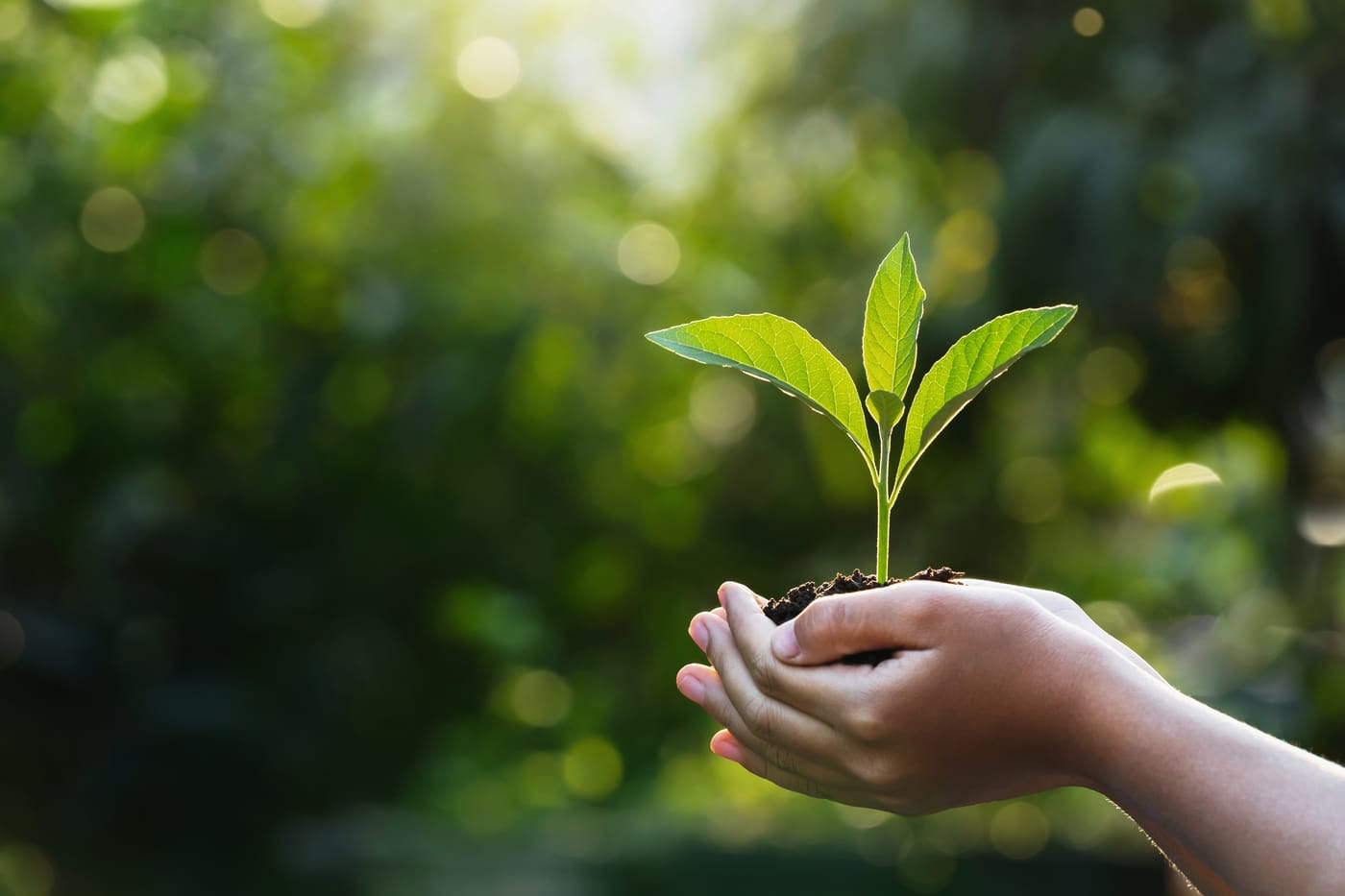 Création de site internet pour association environnementale